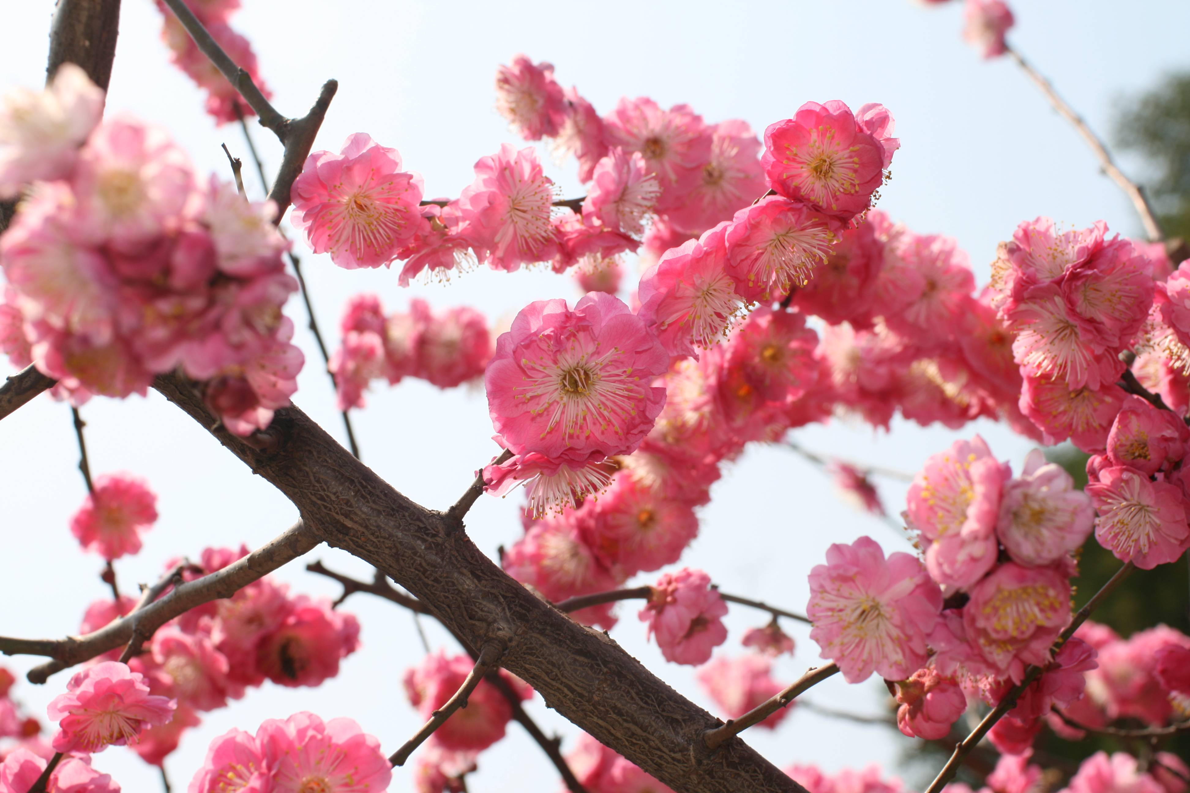 Ask The Plum Blossom 